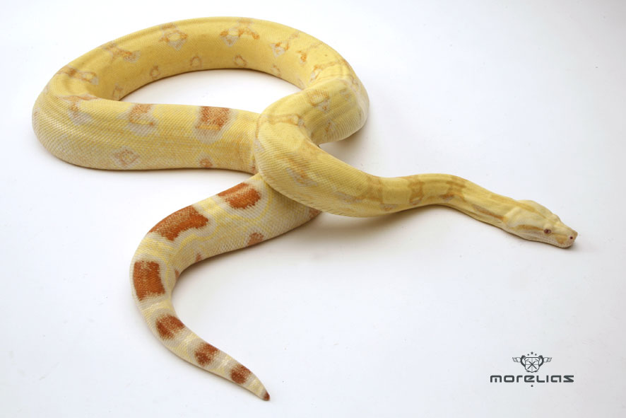 Albino Boa
