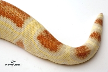 Albino Boa