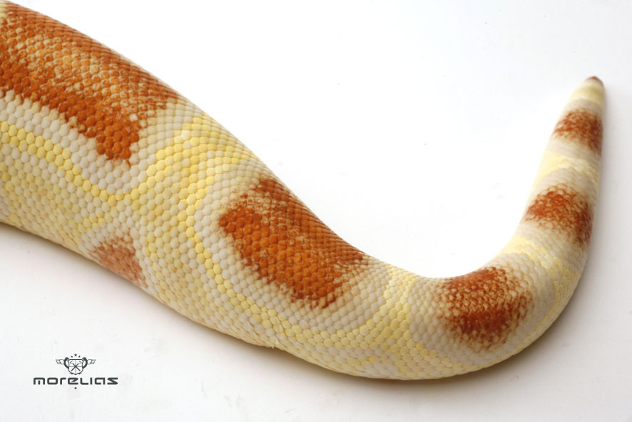 Albino Boa