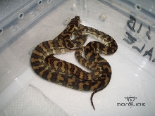 Hybrid Jaya sib