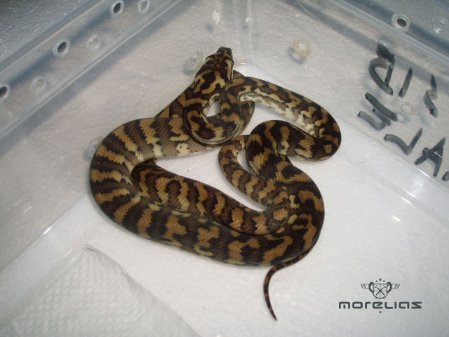 Hybrid Jaya sib