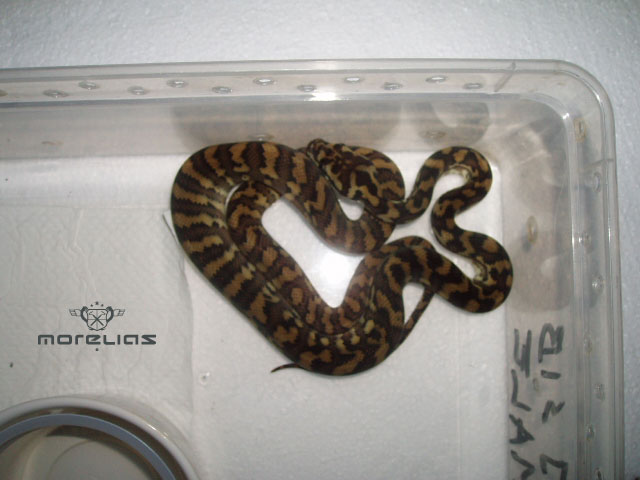 Hybrid jaya Sib