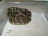 Het Granite Hybrid