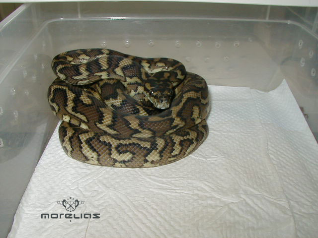 Het Granite Hybrid