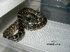 Het Granite Hybrid
