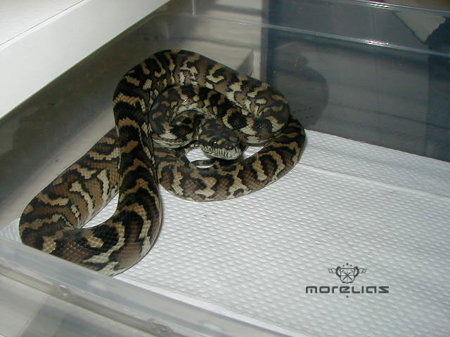Het Granite Hybrid