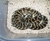 Het Granite Hybrid