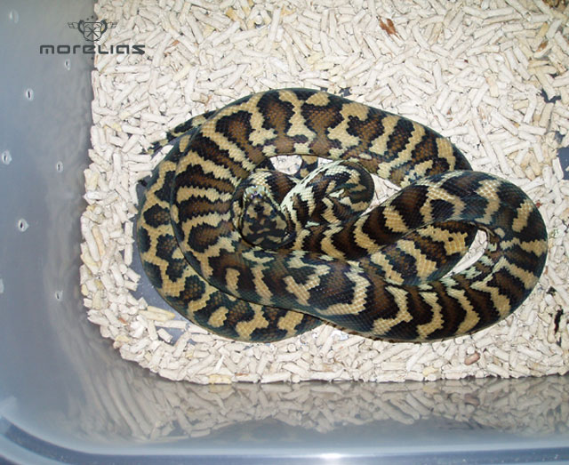Het Granite Hybrid