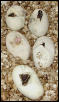 Hatching Albino 1