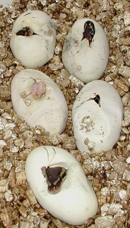Hatching Albino 1