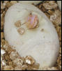Hatching Albino 2