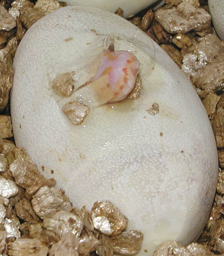 Hatching Albino 2