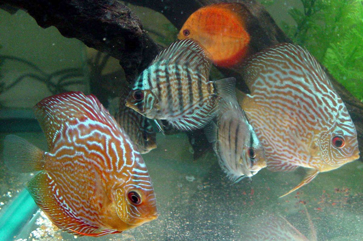 Our Discus Family