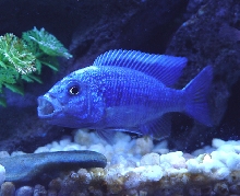 The Blue Roar