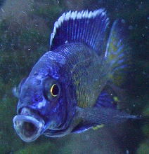 The Ngara Flametail Peacock Roar