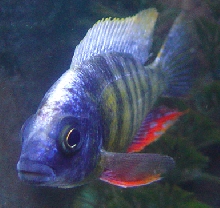 New Colors For The Tank