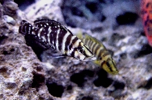 Calvus & Compressiceps Couple