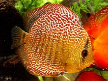 Our Checkboard Discus