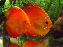 Our Discus Couple