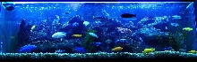 The Cichlid Combo