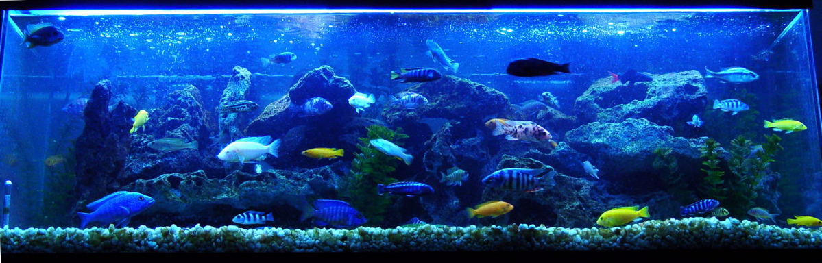The Cichlid Combo