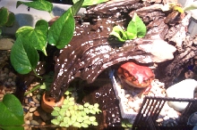 don_naked terrarium
