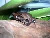 leaf frog