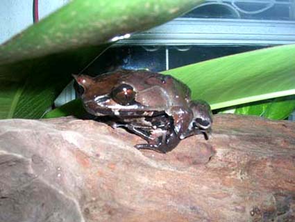 leaf frog