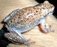 rubella frog