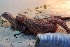 Uromastyx geyri