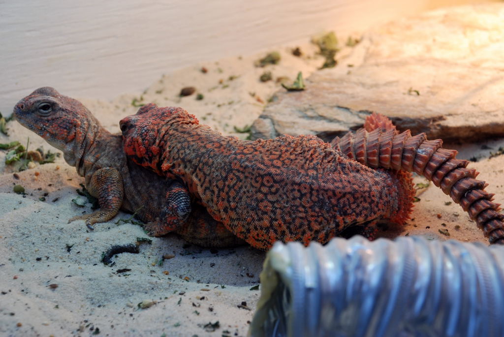Uromastyx geyri