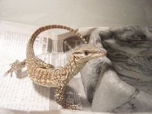 Tyson my argus monitor