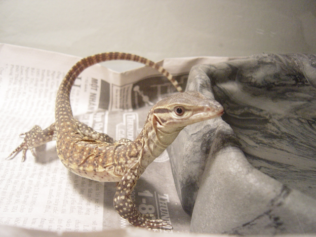 Tyson my argus monitor
