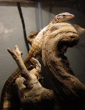 argus monitor