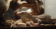 argus monitor2