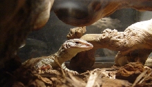 argus monitor3