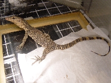 baby water monitor 2