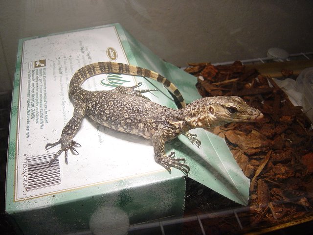 water monitor3