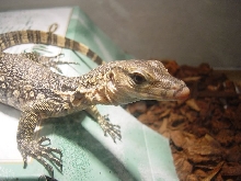 water monitor6