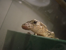 water monitor5