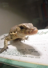 water monitor4
