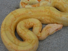Coral Albino