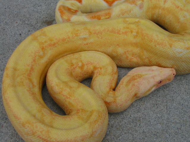 Coral Albino