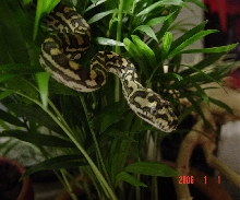 Leon after he shed
