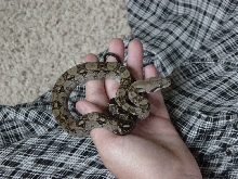 My  male nicaraguan