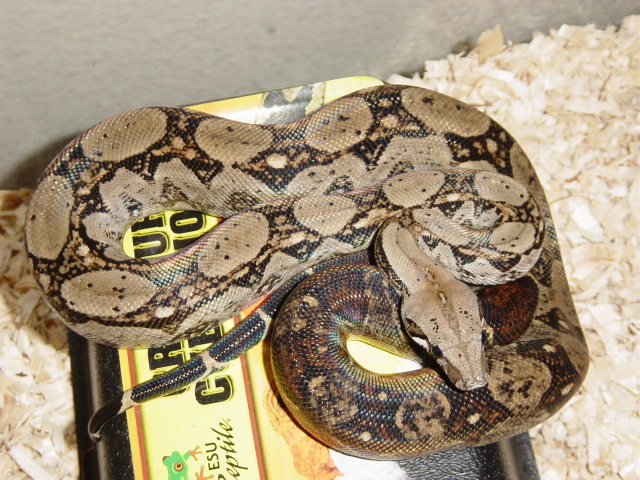 My female nic