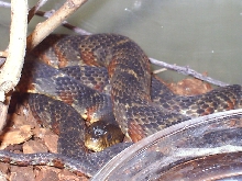 banded waternsnake 2