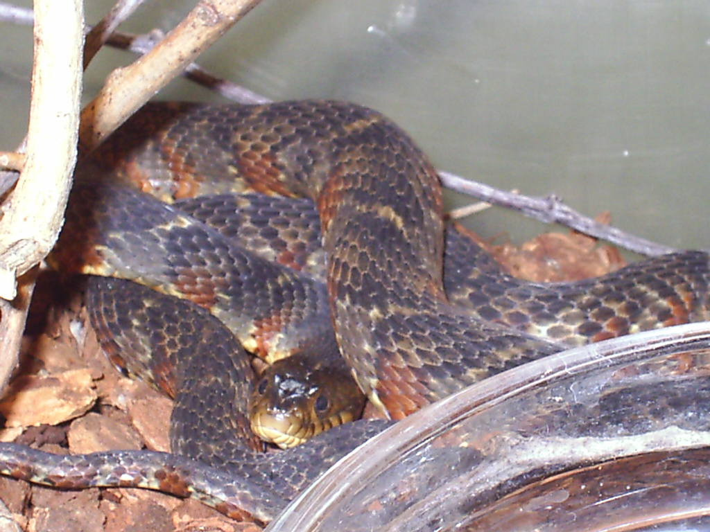 banded waternsnake 2