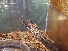 eastern hognose