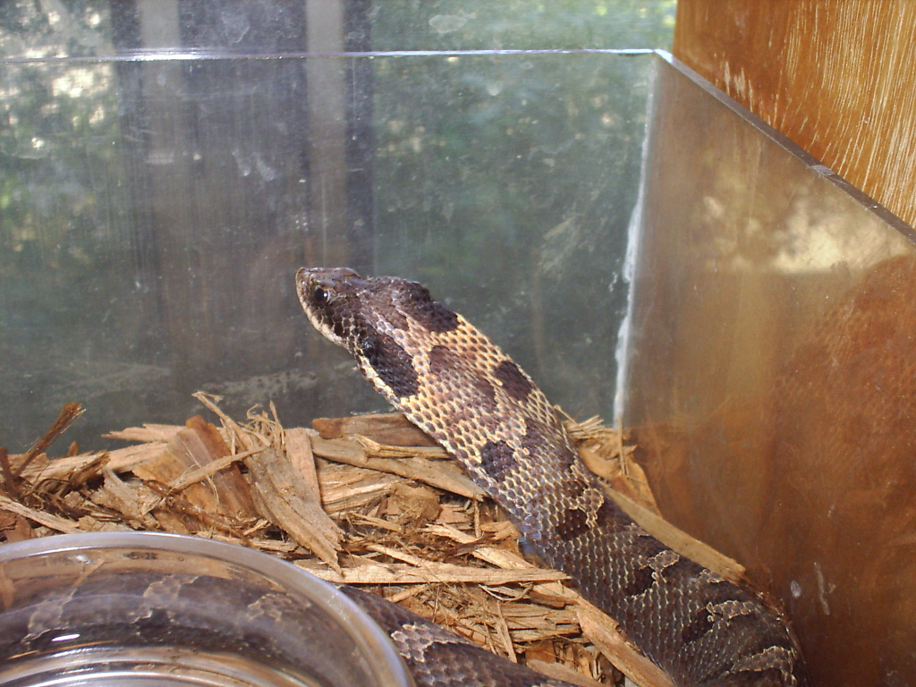eastern hognose